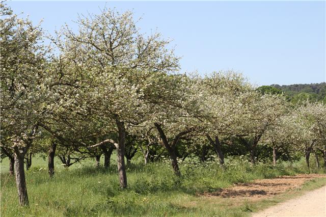 Verger_en_fleurs_sur_la_ferme D&eacute;couvrez la Ferme du Boschet